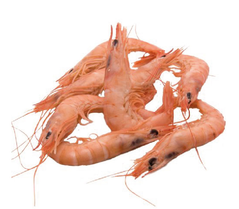 gamba_Mesa de trabajo 1