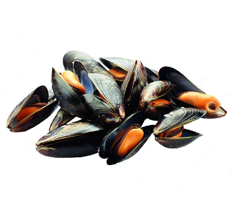 mejillones_Mesa de trabajo 1