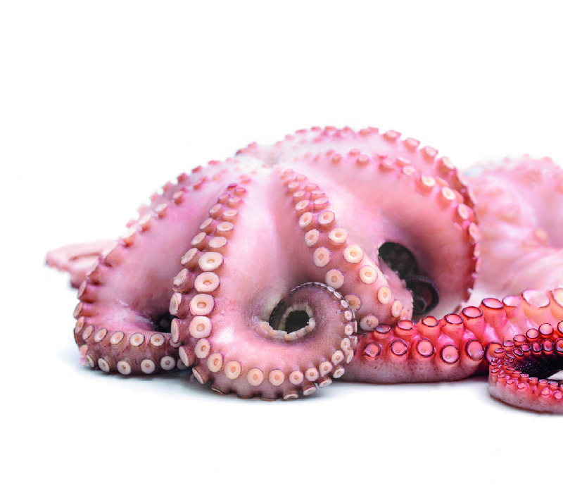 pulpo_Mesa de trabajo 1