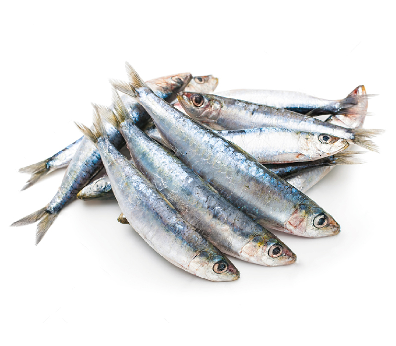 sardinas_Mesa de trabajo 1